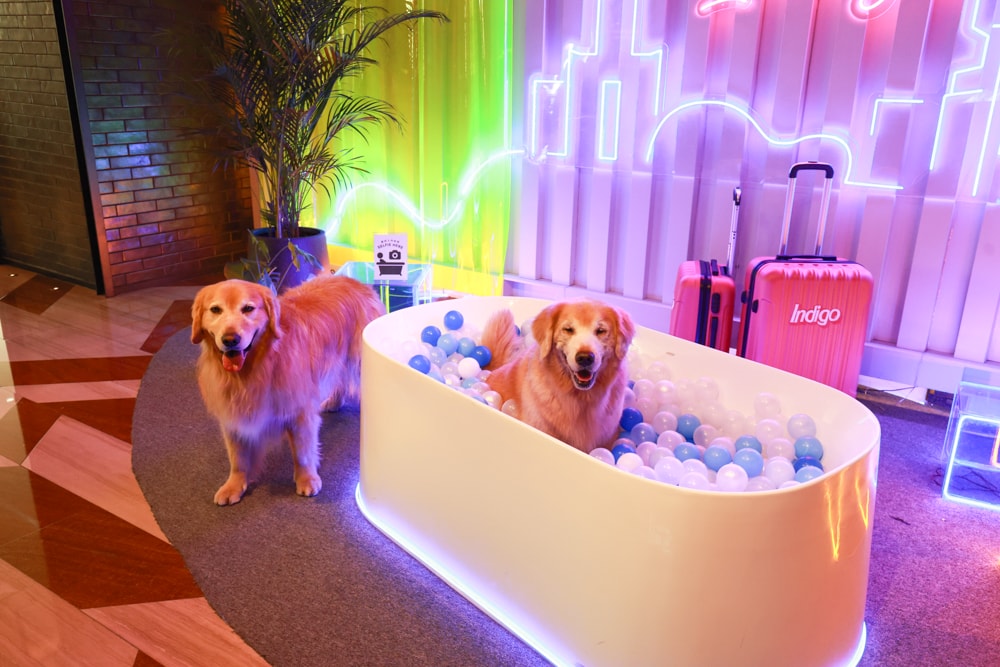 高雄住宿推薦｜高雄英迪格酒店。寵物住房專案開箱，近中央公園、捷運、美食購物都方便！