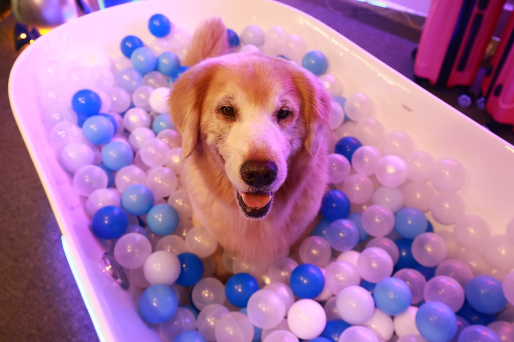 高雄住宿推薦｜高雄英迪格酒店。寵物住房專案開箱，近中央公園、捷運、美食購物都方便！
