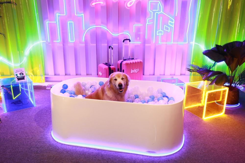 高雄住宿推薦｜高雄英迪格酒店。寵物住房專案開箱，近中央公園、捷運、美食購物都方便！