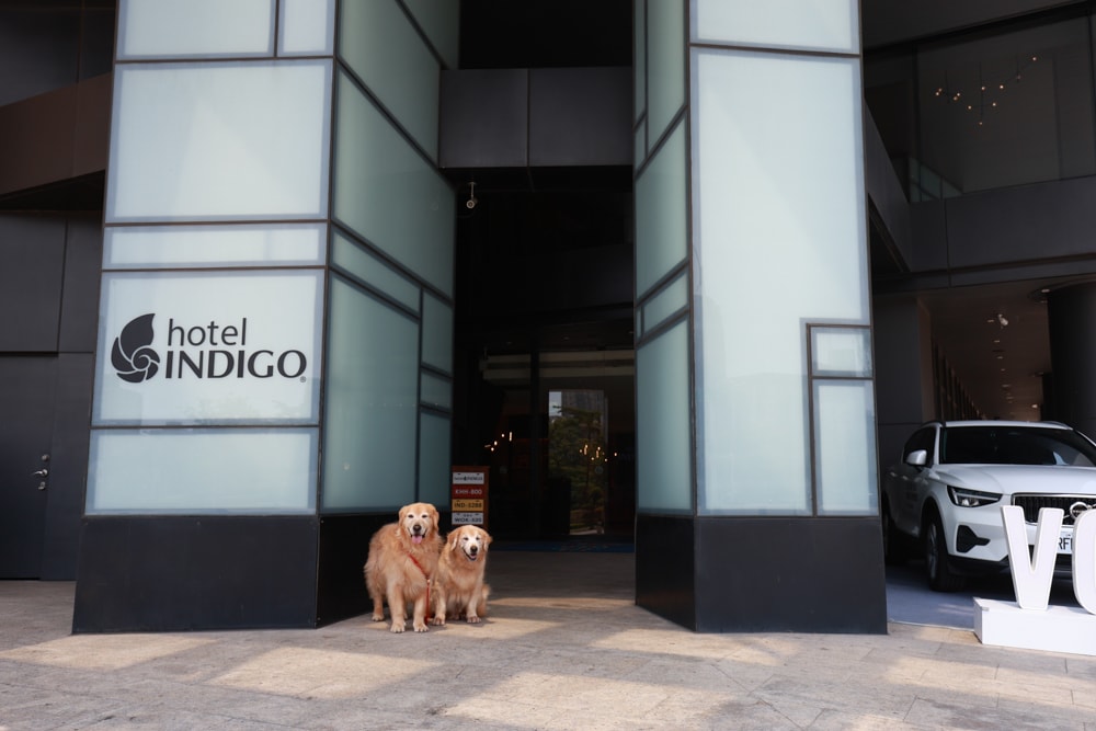 高雄住宿推薦｜高雄英迪格酒店。寵物住房專案開箱，近中央公園、捷運、美食購物都方便！