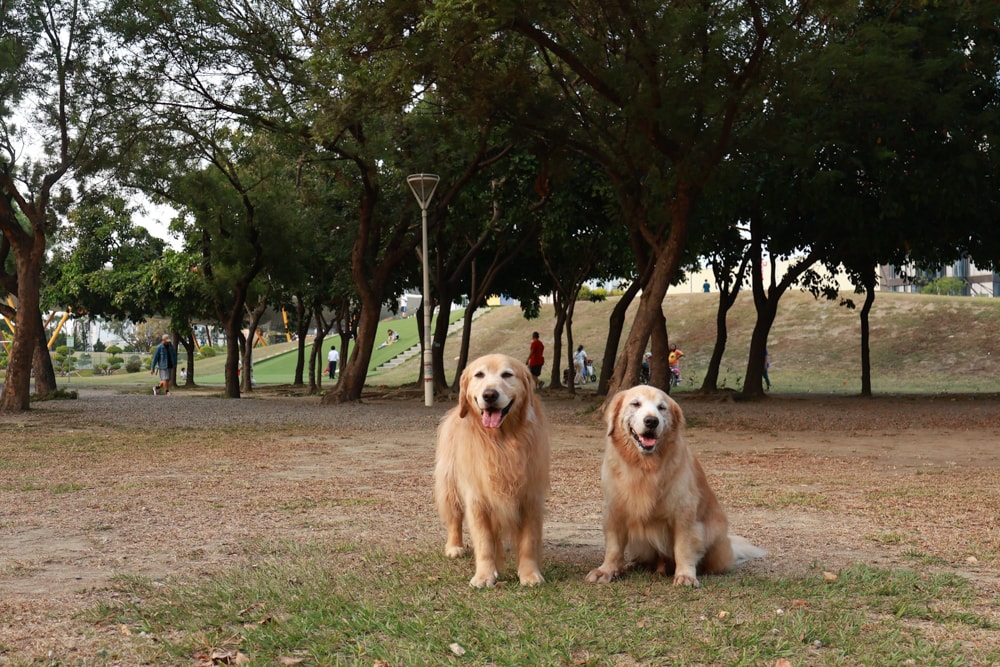 高雄住宿推薦｜高雄英迪格酒店。寵物住房專案開箱，近中央公園、捷運、美食購物都方便！