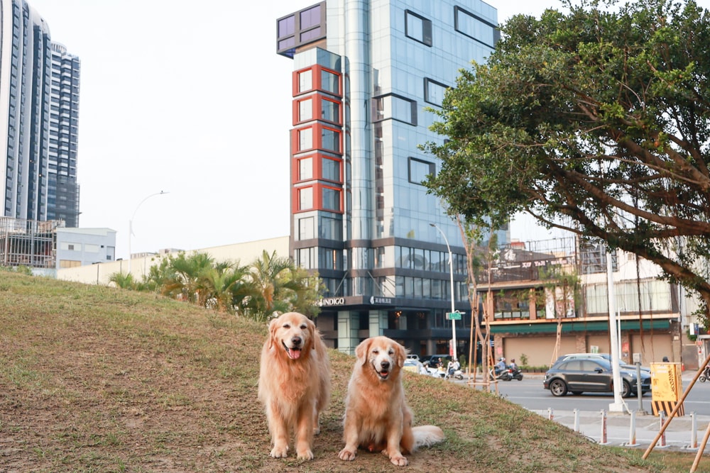 高雄住宿推薦｜高雄英迪格酒店。寵物住房專案開箱，近中央公園、捷運、美食購物都方便！