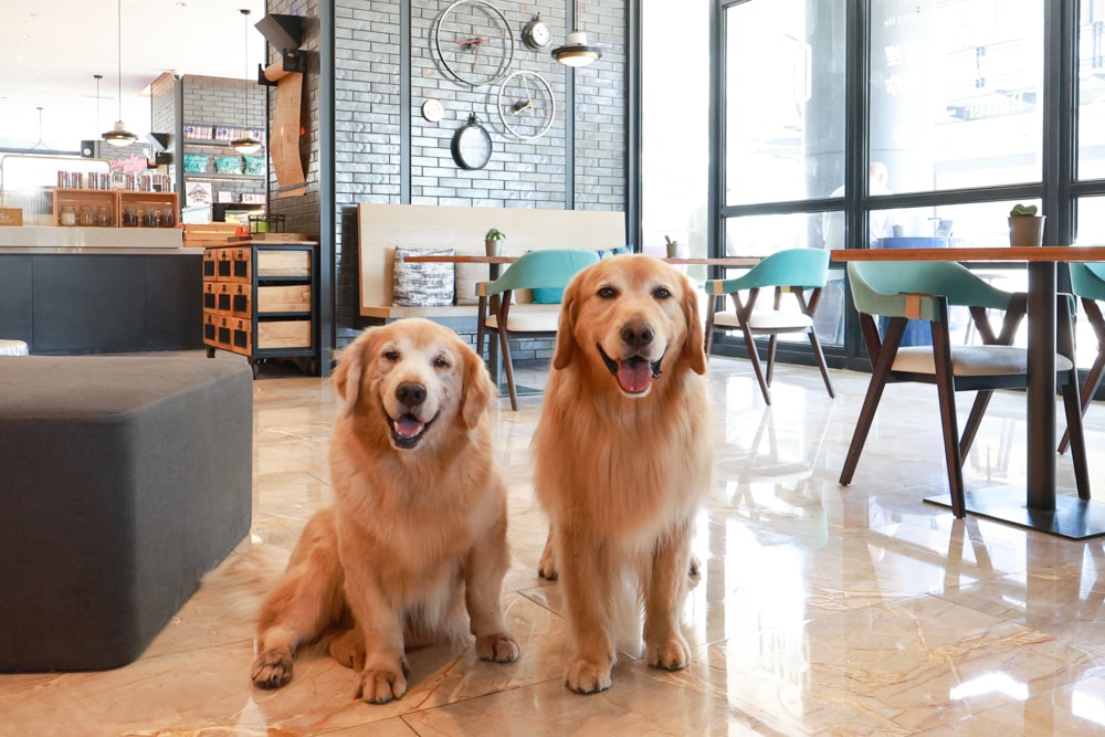 高雄住宿推薦｜高雄英迪格酒店。寵物住房專案開箱，近中央公園、捷運、美食購物都方便！