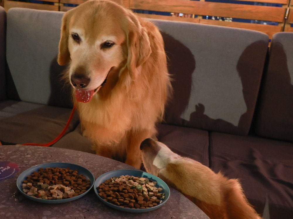 高雄住宿推薦｜高雄英迪格酒店。寵物住房專案開箱，近中央公園、捷運、美食購物都方便！