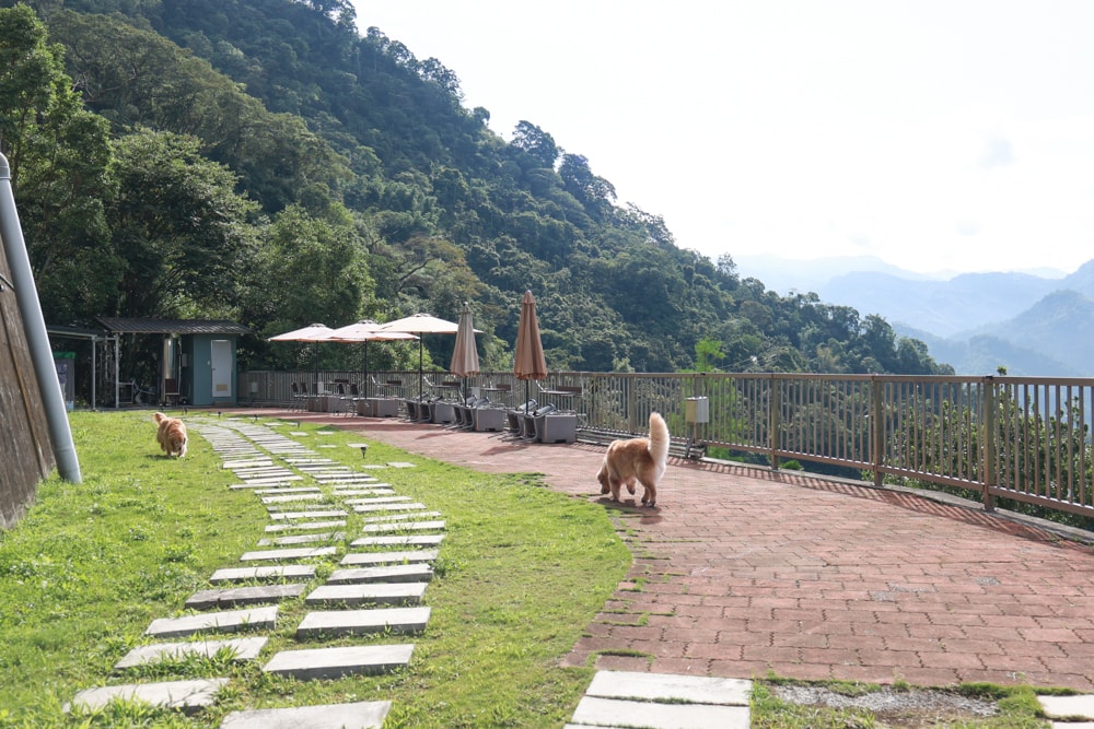 嘉義阿里山一卷石民宿日出雲海景觀民宿。泡腳體驗、寵物友善民宿、賞星星的絕美山居秘境