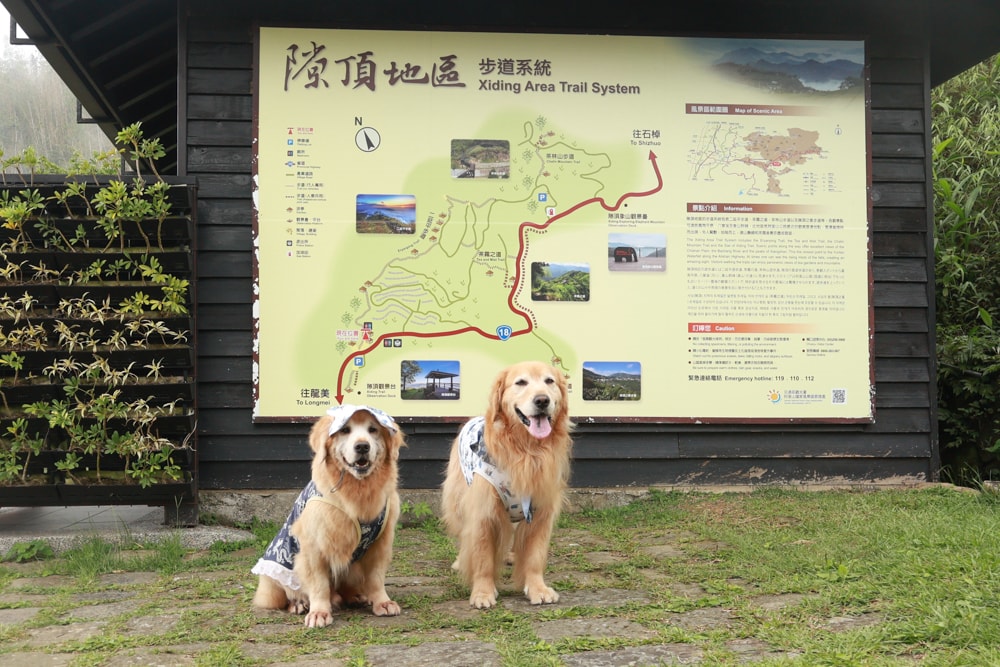 嘉義阿里山寵物友善步道推薦｜二延平步道：輕鬆走、景色爆炸美，毛孩一起追夕陽雲海！