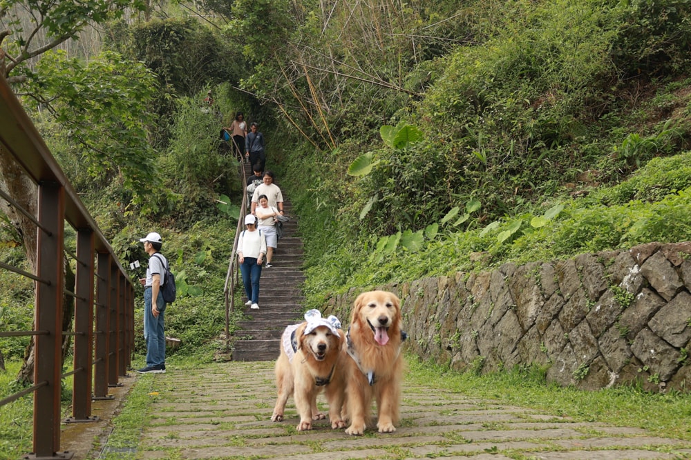 嘉義阿里山寵物友善步道推薦｜二延平步道：輕鬆走、景色爆炸美，毛孩一起追夕陽雲海！