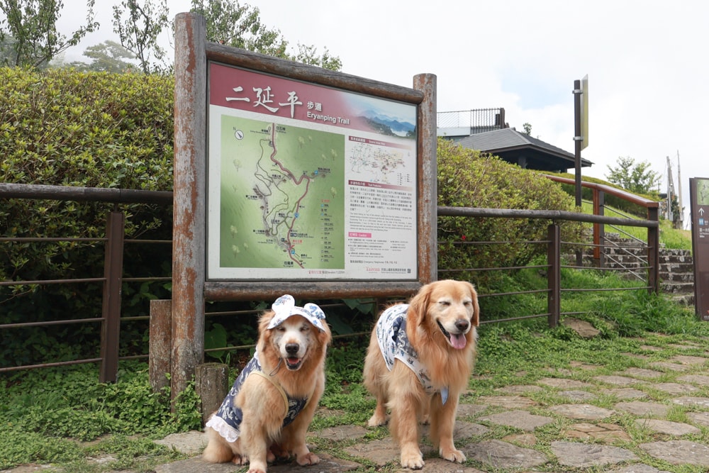嘉義阿里山寵物友善步道推薦｜二延平步道：輕鬆走、景色爆炸美，毛孩一起追夕陽雲海！