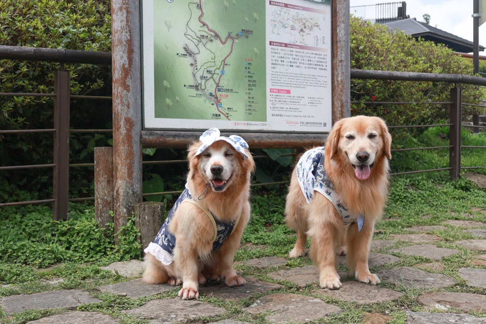 嘉義阿里山寵物友善步道推薦｜二延平步道：輕鬆走、景色爆炸美，毛孩一起追夕陽雲海！