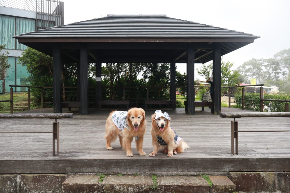 嘉義阿里山寵物友善步道推薦｜二延平步道：輕鬆走、景色爆炸美，毛孩一起追夕陽雲海！