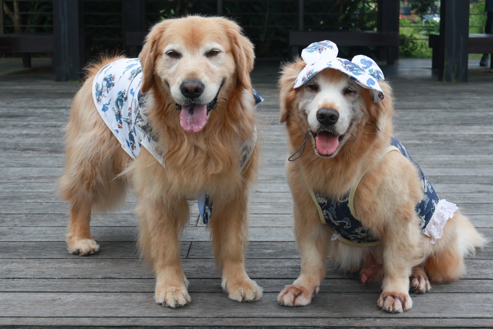 嘉義阿里山寵物友善步道推薦｜二延平步道：輕鬆走、景色爆炸美，毛孩一起追夕陽雲海！