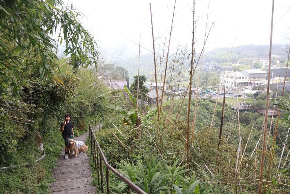 嘉義阿里山寵物友善步道推薦｜二延平步道：輕鬆走、景色爆炸美，毛孩一起追夕陽雲海！