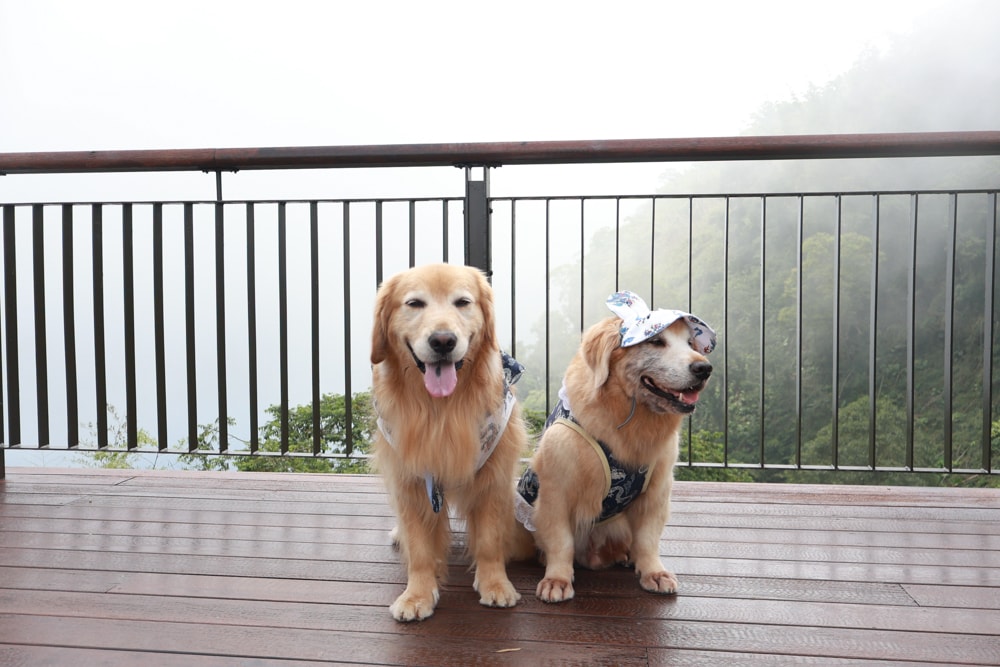 嘉義阿里山寵物友善步道推薦｜二延平步道：輕鬆走、景色爆炸美，毛孩一起追夕陽雲海！