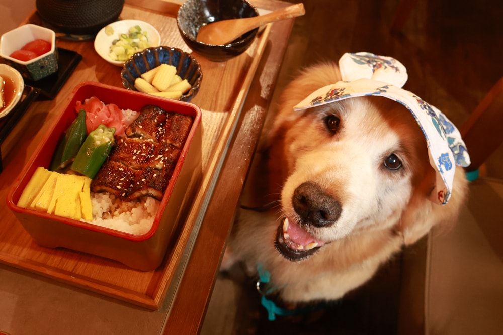 嘉義阿里山佐一茶屋｜隱藏版山景日式餐廳推薦，必吃一夜干、明太子串、鰻魚飯、靠窗山景超美、餐點高水準、寵物友善首選