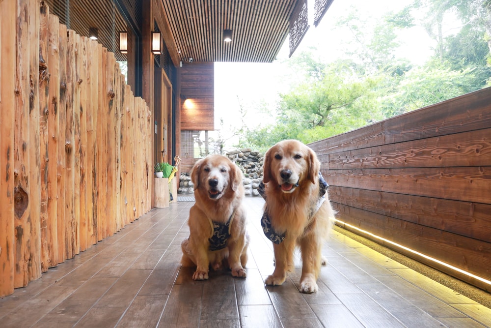 嘉義阿里山佐一茶屋｜隱藏版山景日式餐廳推薦，必吃一夜干、明太子串、鰻魚飯、靠窗山景超美、餐點高水準、寵物友善首選
