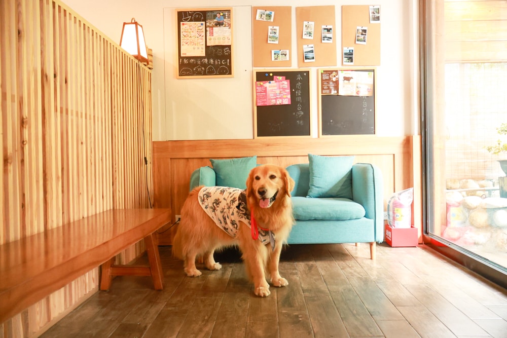 嘉義阿里山佐一茶屋｜隱藏版山景日式餐廳推薦，必吃一夜干、明太子串、鰻魚飯、靠窗山景超美、餐點高水準、寵物友善首選