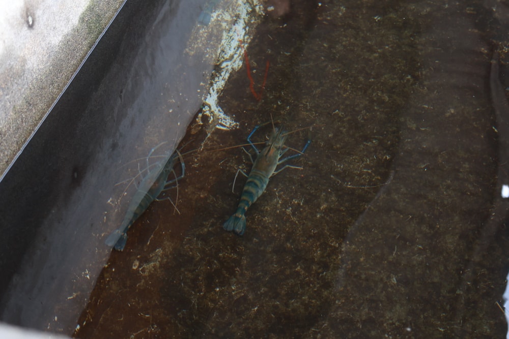 宜蘭員山勝洋休閒農場｜釣蝦DIY、水草火鍋、生態瓶體驗｜親子＋寵物友善半日遊推薦、宜蘭寵物友善景點推薦