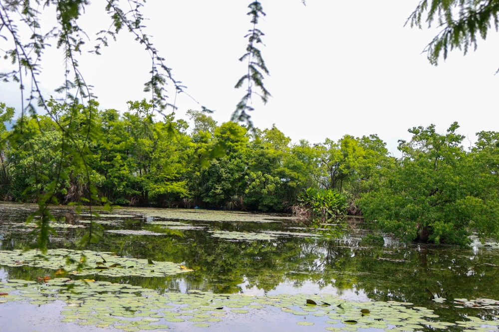 宜蘭員山勝洋休閒農場｜釣蝦DIY、水草火鍋、生態瓶體驗｜親子＋寵物友善半日遊推薦、宜蘭寵物友善景點推薦