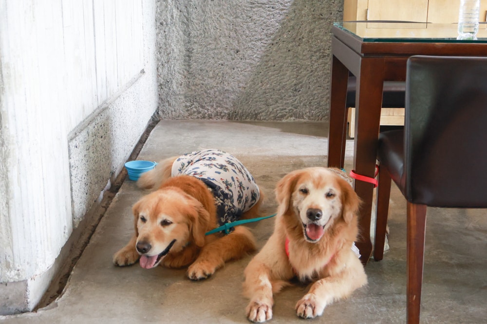 宜蘭員山勝洋休閒農場｜釣蝦DIY、水草火鍋、生態瓶體驗｜親子＋寵物友善半日遊推薦、宜蘭寵物友善景點推薦