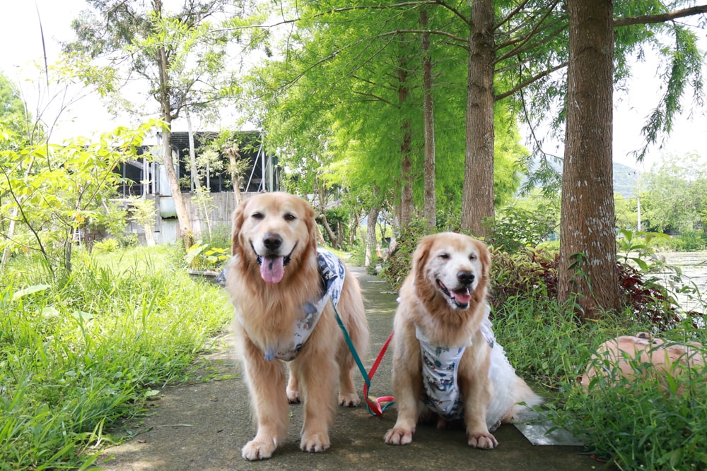 宜蘭員山勝洋休閒農場｜釣蝦DIY、水草火鍋、生態瓶體驗｜親子＋寵物友善半日遊推薦、宜蘭寵物友善景點推薦