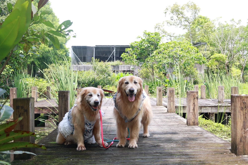 宜蘭員山勝洋休閒農場｜釣蝦DIY、水草火鍋、生態瓶體驗｜親子＋寵物友善半日遊推薦、宜蘭寵物友善景點推薦