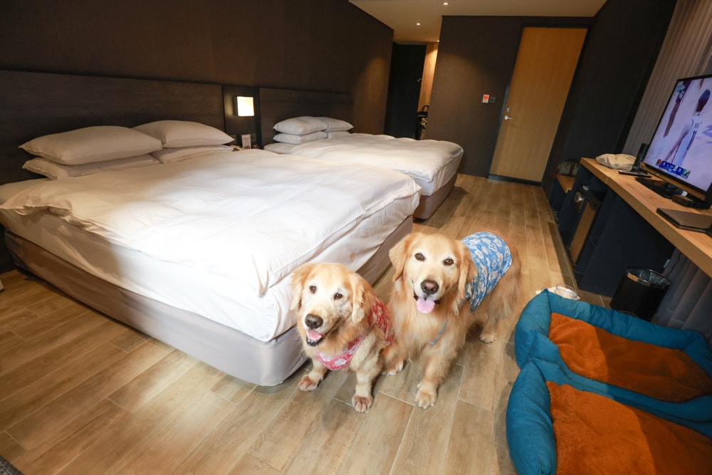 嘉義住宿推薦｜嘉義觀止飯店開箱。寵物友善飯店 ×一泊三食 × 燒肉觀止、嘉義質感飯店首選！