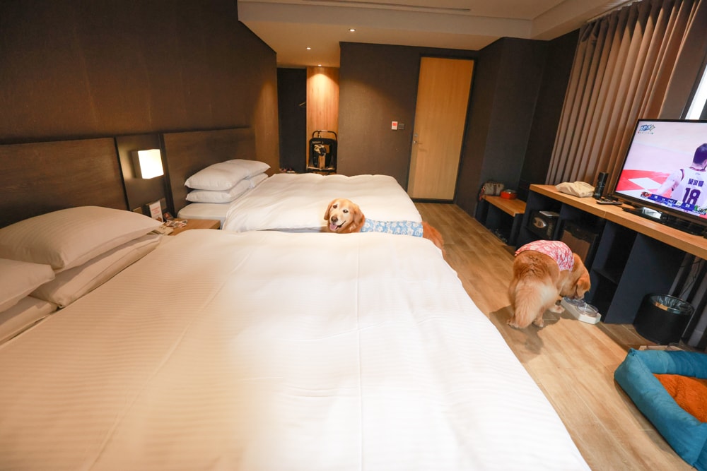 嘉義住宿推薦｜嘉義觀止飯店開箱。寵物友善飯店 ×一泊三食 × 燒肉觀止、嘉義質感飯店首選！