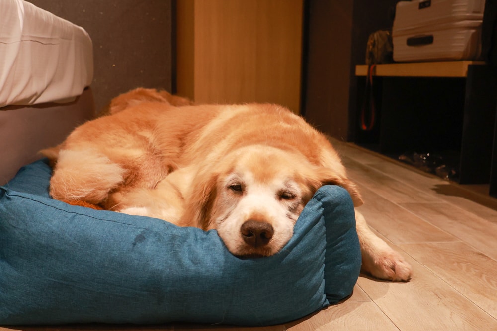 嘉義住宿推薦｜嘉義觀止飯店開箱。寵物友善飯店 ×一泊三食 × 燒肉觀止、嘉義質感飯店首選！