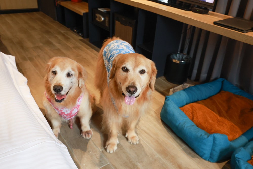 嘉義住宿推薦｜嘉義觀止飯店開箱。寵物友善飯店 ×一泊三食 × 燒肉觀止、嘉義質感飯店首選！