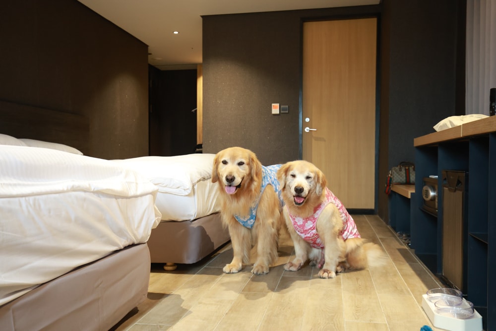 嘉義住宿推薦｜嘉義觀止飯店開箱。寵物友善飯店 ×一泊三食 × 燒肉觀止、嘉義質感飯店首選！