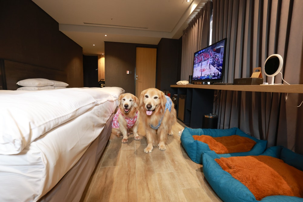 嘉義住宿推薦｜嘉義觀止飯店開箱。寵物友善飯店 ×一泊三食 × 燒肉觀止、嘉義質感飯店首選！