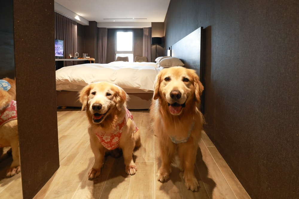 嘉義住宿推薦｜嘉義觀止飯店開箱。寵物友善飯店 ×一泊三食 × 燒肉觀止、嘉義質感飯店首選！
