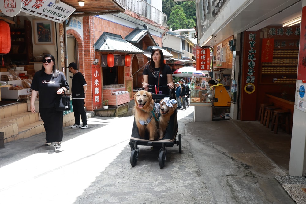 🚂嘉義奮起湖老街一日遊｜吃鐵路便當、買百年甜甜圈、走山林秘境，懷舊拍照行程大滿足！