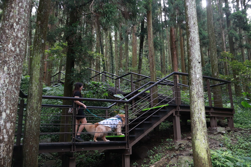 🚂嘉義奮起湖老街一日遊｜吃鐵路便當、買百年甜甜圈、走山林秘境，懷舊拍照行程大滿足！