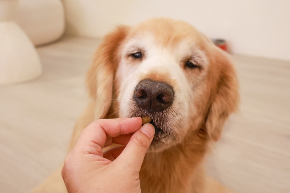 Annamaet安娜美廚飼料｜美國機能型無穀犬糧推薦。針對皮毛、體重、消化設計配方、從挑嘴到舔碗、真實開箱