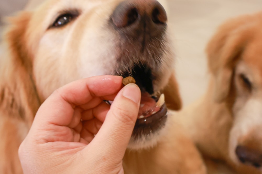 Annamaet安娜美廚飼料｜美國機能型無穀犬糧推薦。針對皮毛、體重、消化設計配方、從挑嘴到舔碗、真實開箱