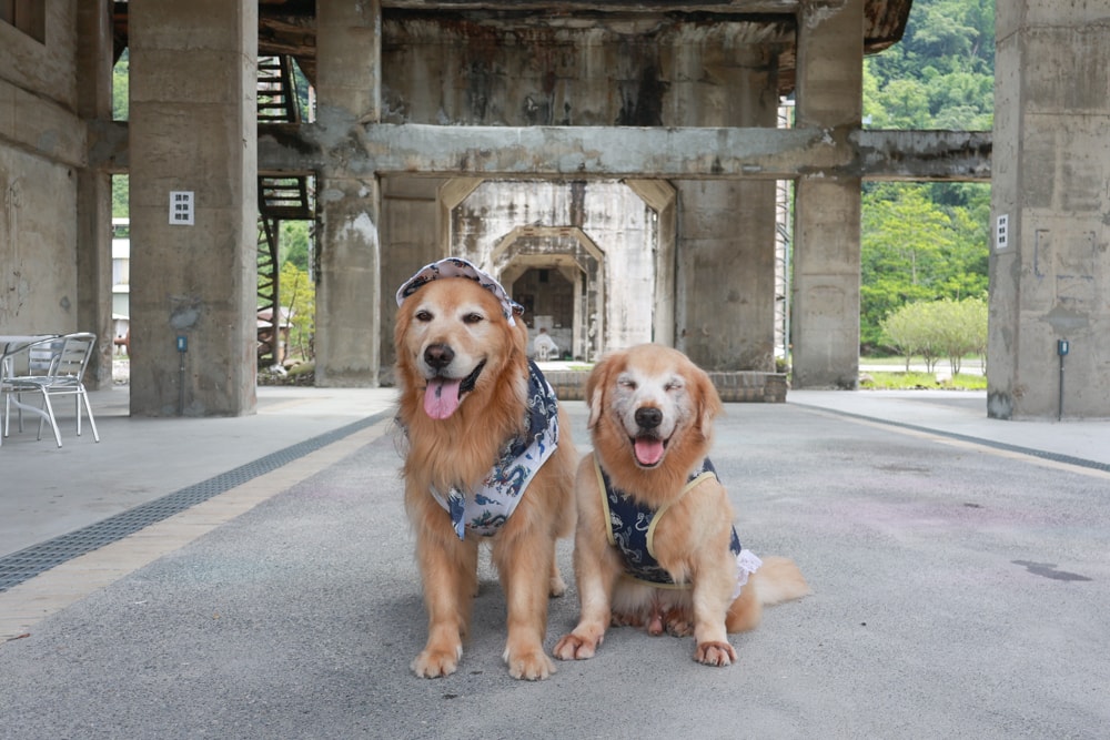 荒廢水泥廠變親子樂園|嘉義欣欣水泥森活園必玩亮點、親子放電、寵物友善觀光工廠、阿里山中繼站推薦 - 第8張圖 荒廢水泥廠變親子樂園|嘉義欣欣水泥森活園必玩亮點、親子放電、寵物友善觀光工廠、阿里山中繼站推薦