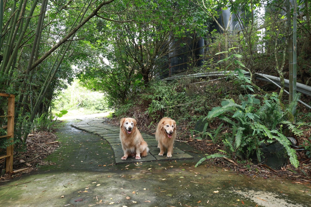 南投竹山|深山林內生態農場。星空玻璃屋、狩獵帳、太空艙、懶人露營全攻略、寵物友善住宿一次看! - 第4張圖 南投竹山|深山林內生態農場。星空玻璃屋、狩獵帳、太空艙、懶人露營全攻略、寵物友善住宿一次看!