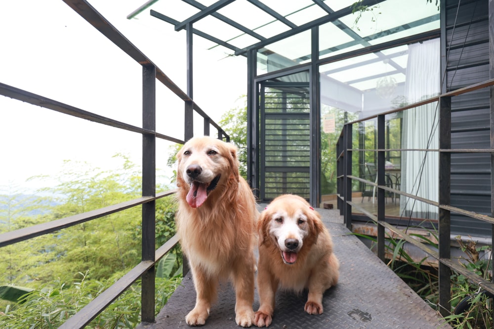 南投竹山|深山林內生態農場。星空玻璃屋、狩獵帳、太空艙、懶人露營全攻略、寵物友善住宿一次看! - 第20張圖 南投竹山|深山林內生態農場。星空玻璃屋、狩獵帳、太空艙、懶人露營全攻略、寵物友善住宿一次看!
