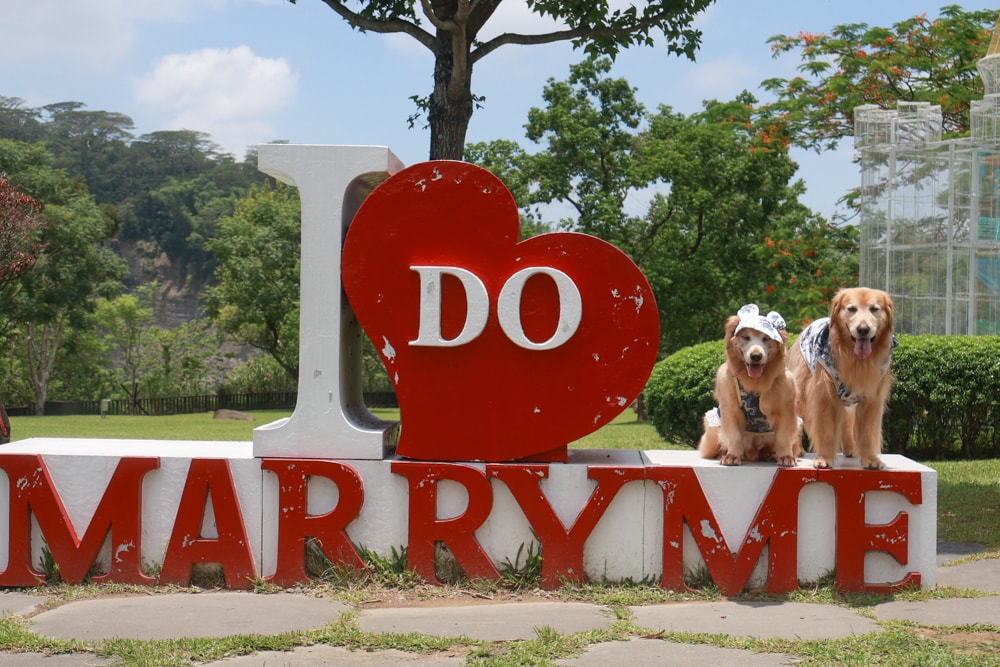 嘉義牛埔仔愛情大草原｜阿里山山腳下免費景點推薦，情侶放閃＆親子寵物放電必去大草原！