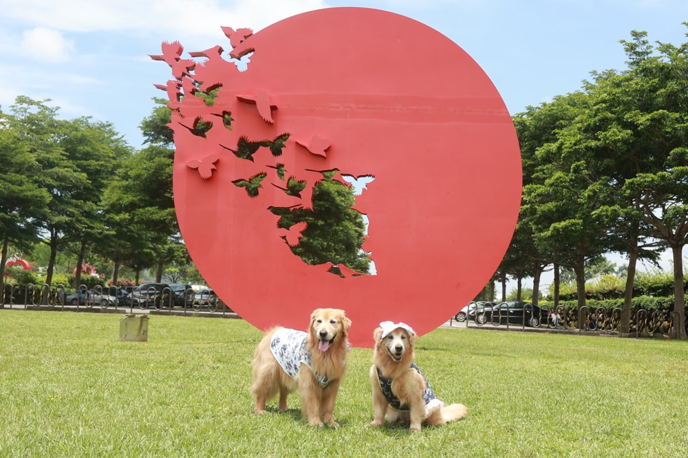 嘉義牛埔仔愛情大草原｜阿里山山腳下免費景點推薦，情侶放閃＆親子寵物放電必去大草原！