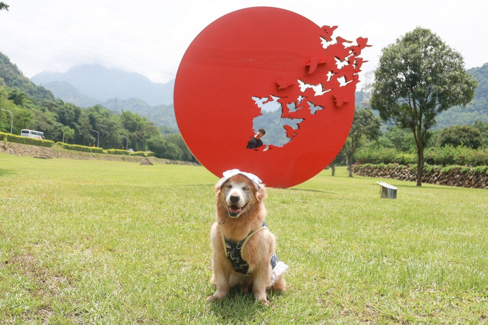 嘉義牛埔仔愛情大草原｜阿里山山腳下免費景點推薦，情侶放閃＆親子寵物放電必去大草原！