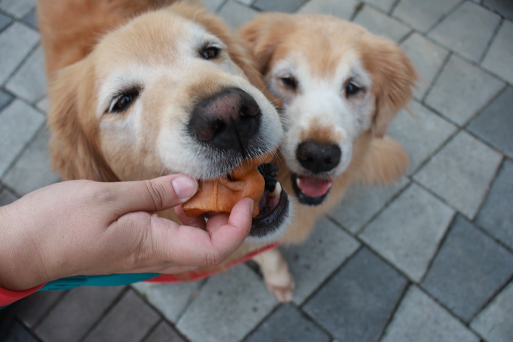 嘉義阿里山腳下景點｜逐鹿文創園區餵梅花鹿、看原民歌舞、鄒族文化、寵物友善景點、免費入園超充實！