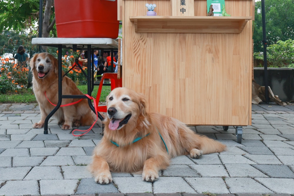 嘉義阿里山腳下景點｜逐鹿文創園區餵梅花鹿、看原民歌舞、鄒族文化、寵物友善景點、免費入園超充實！