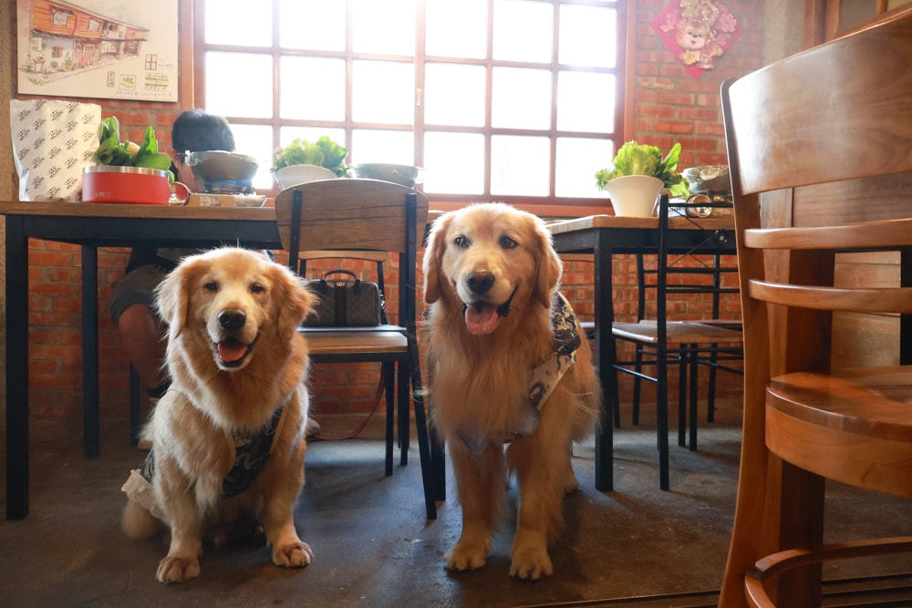 嘉義阿里山美食｜藏在巷子裡的超狂火鍋店 阿宏的家。菜盤爆量x鍋底好喝x寵物友善必訪！預約制