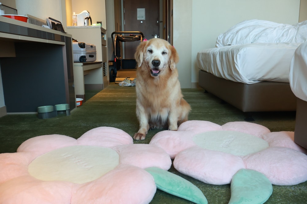 台北六福萬怡酒店｜台北寵物友善飯店、寵物房開箱、帶毛孩入住五星飯店、五星級萬豪飯店體系