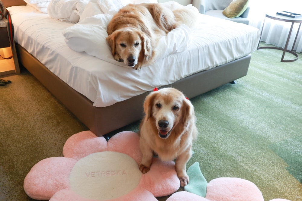 台北六福萬怡酒店｜台北寵物友善飯店、寵物房開箱、帶毛孩入住五星飯店、五星級萬豪飯店體系