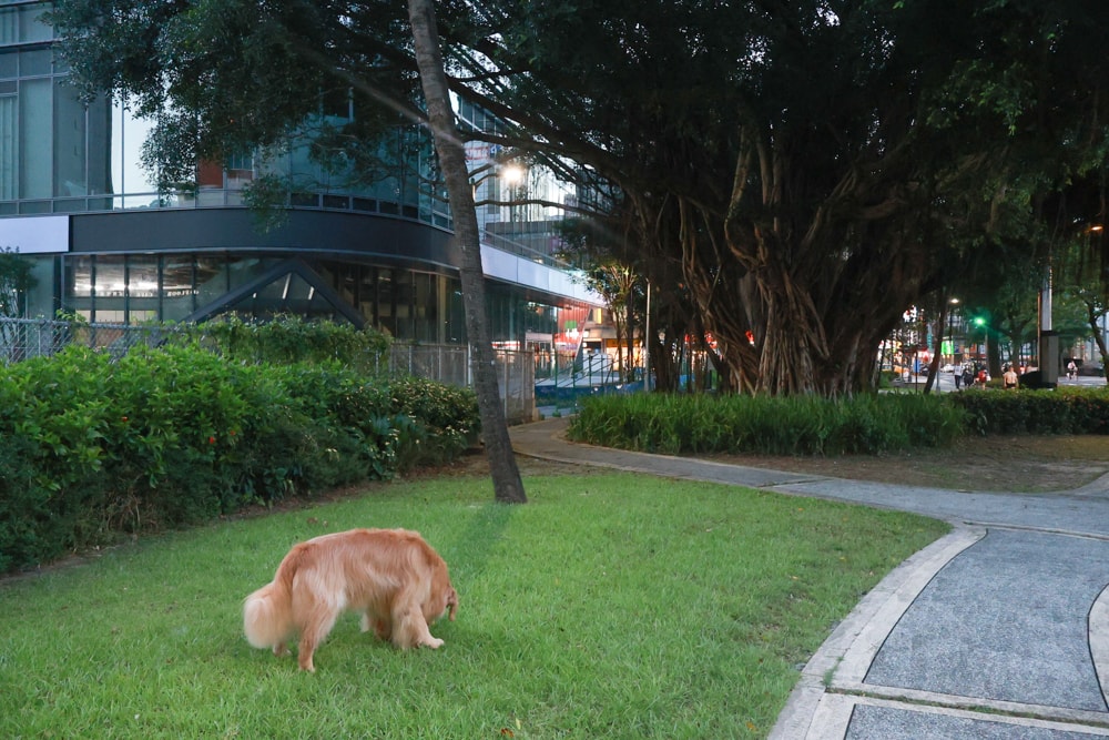 台北六福萬怡酒店｜台北寵物友善飯店、寵物房開箱、帶毛孩入住五星飯店、五星級萬豪飯店體系
