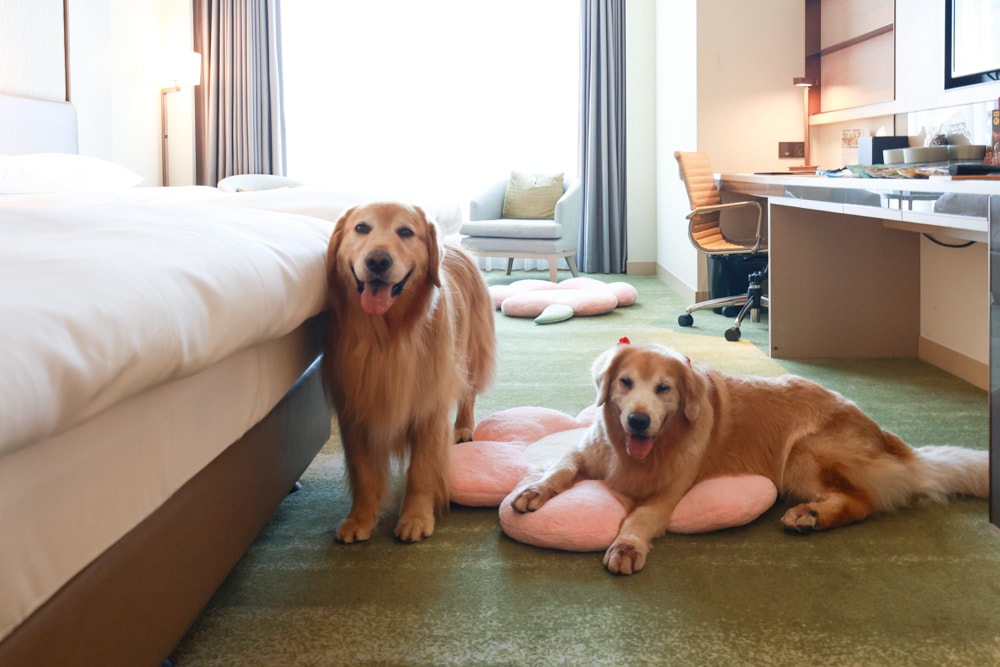 台北六福萬怡酒店｜台北寵物友善飯店、寵物房開箱、帶毛孩入住五星飯店、五星級萬豪飯店體系