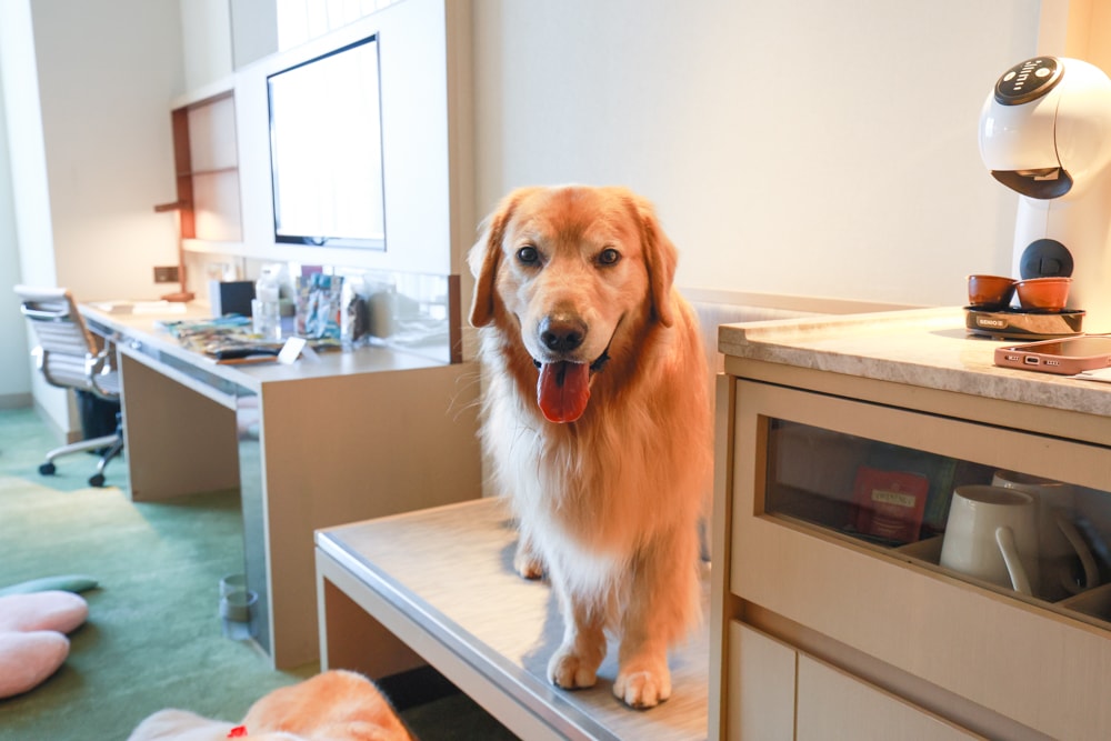 台北六福萬怡酒店｜台北寵物友善飯店、寵物房開箱、帶毛孩入住五星飯店、五星級萬豪飯店體系